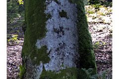 la-reina-del-bosque